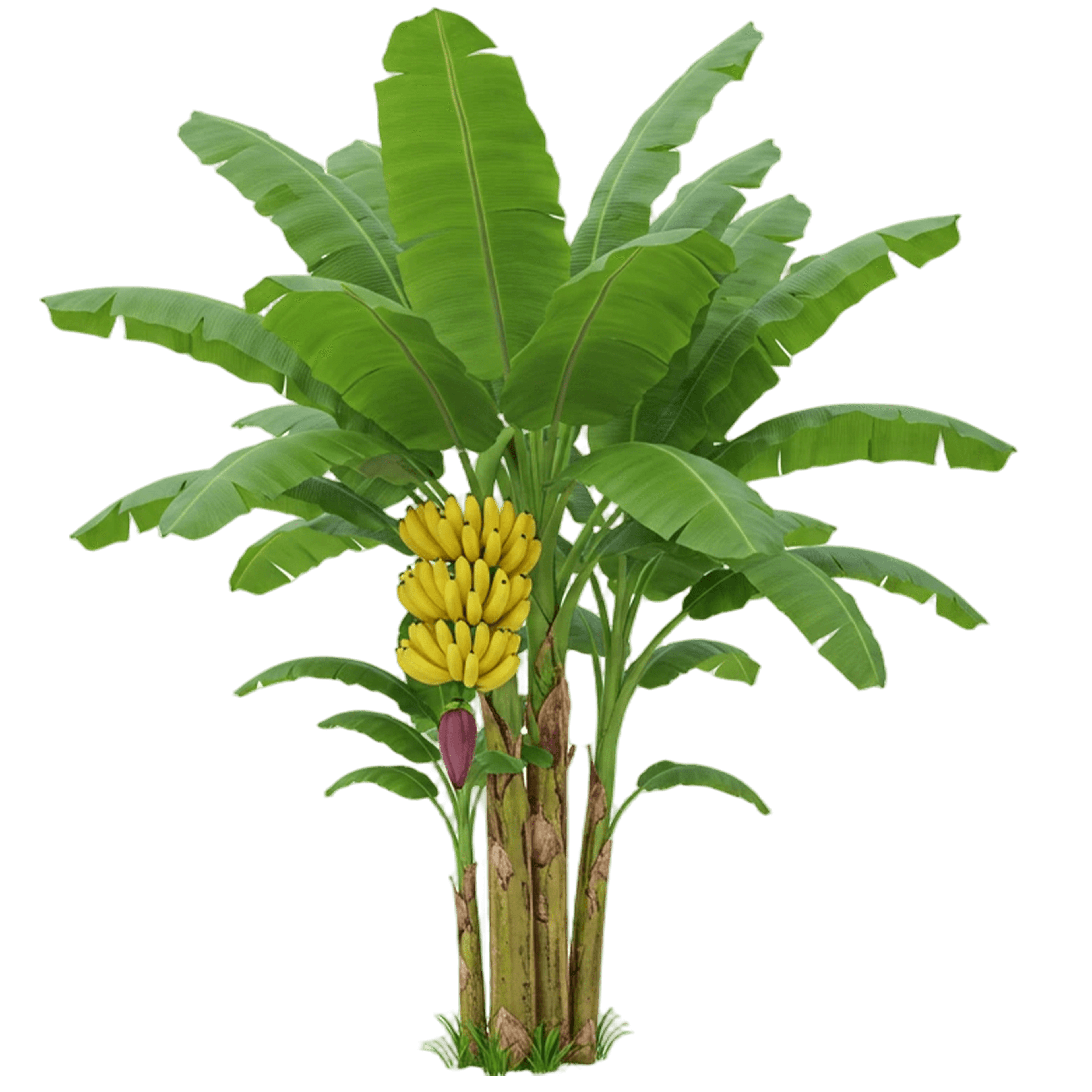 Banana Tree